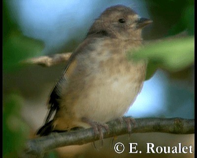 European Goldfinch (European) - ML201229221