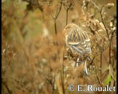 Fanello nordico - ML201229231