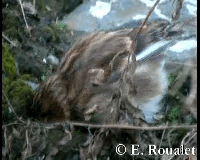 Fanello nordico - ML201229241