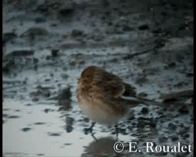 Twite - ML201229251