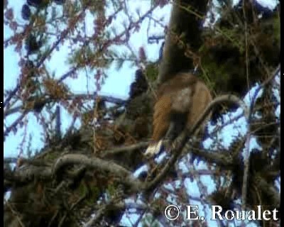 Gros-bec casse-noyaux - ML201229301