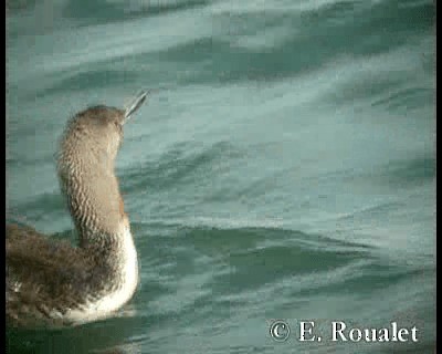Red-throated Loon - ML201229381