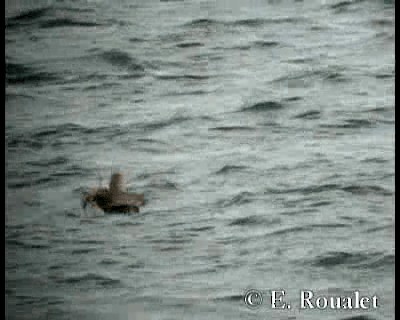 Red-throated Loon - ML201229391