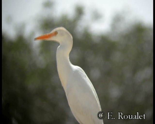 Western Cattle-Egret - ML201229431