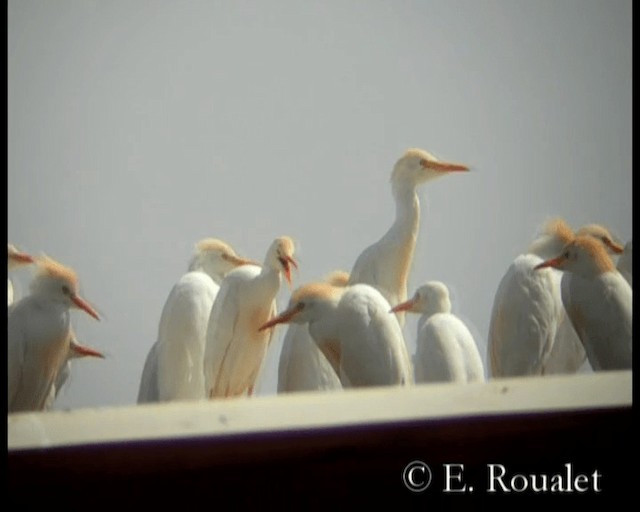 Western Cattle-Egret - ML201229441