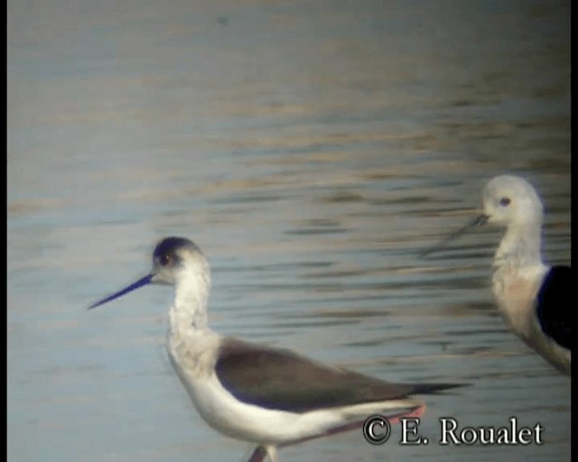 Black-winged Stilt - ML201229471