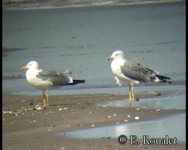 Lesser Black-backed Gull (Steppe) - ML201229481