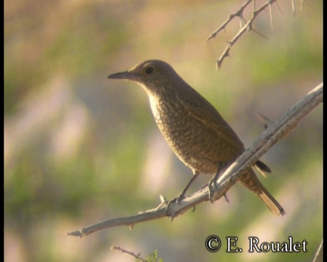 Blue Rock-Thrush (solitarius/longirostris) - ML201229521