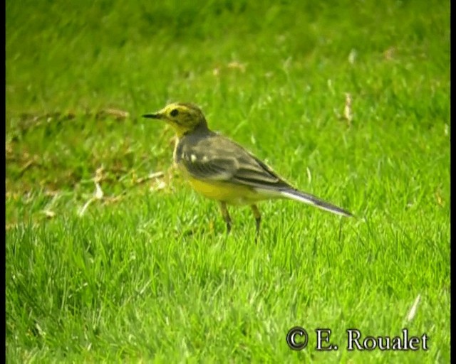 Citrine Wagtail - ML201229541