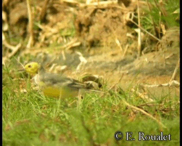 Citrine Wagtail - ML201229551