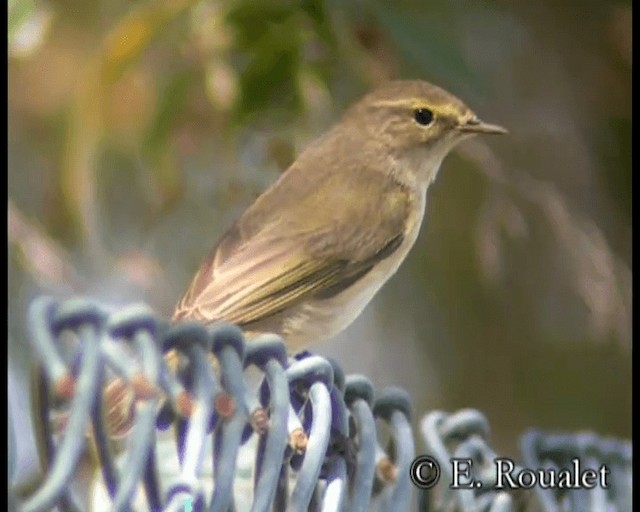 Mosquitero Común (grupo collybita) - ML201229571