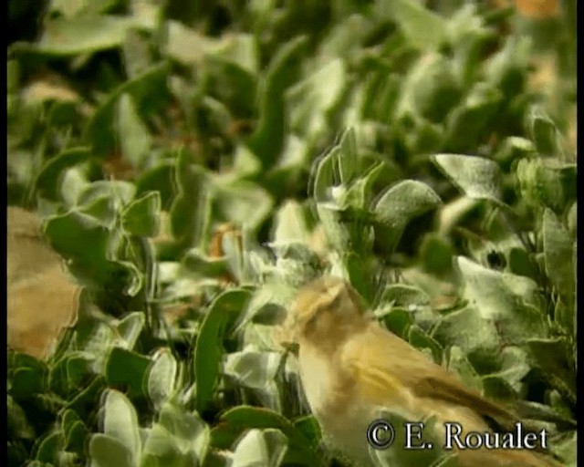 Common Chiffchaff (Common) - ML201229591