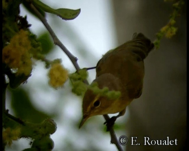 Common Chiffchaff (Common) - ML201229601