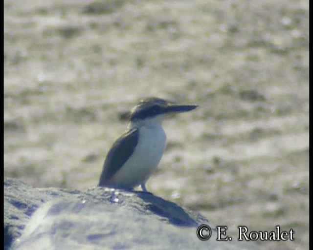 Collared Kingfisher (Arabian) - ML201229631