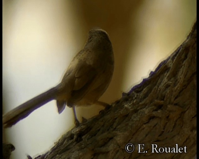 Arabian Babbler - ML201229651