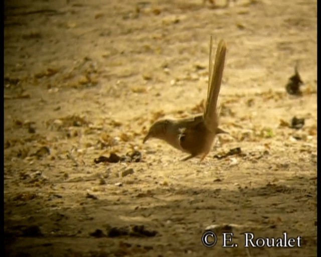 Arabian Babbler - ML201229661