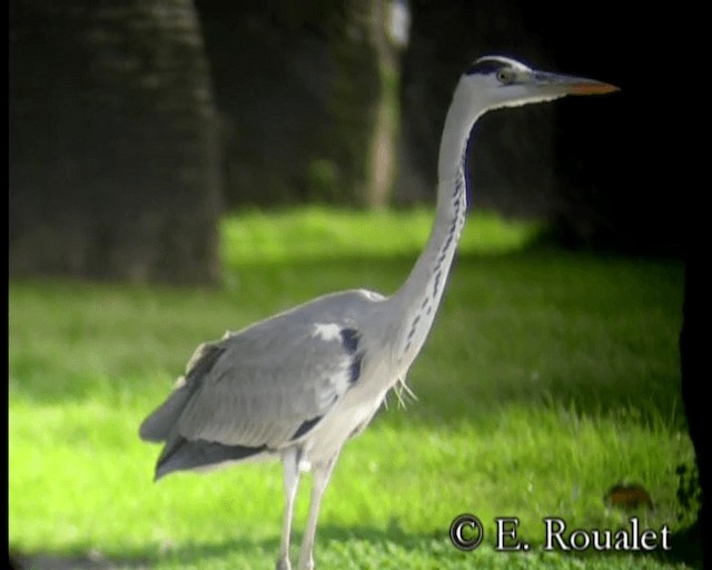アオサギ（cinerea／jouyi） - ML201229681