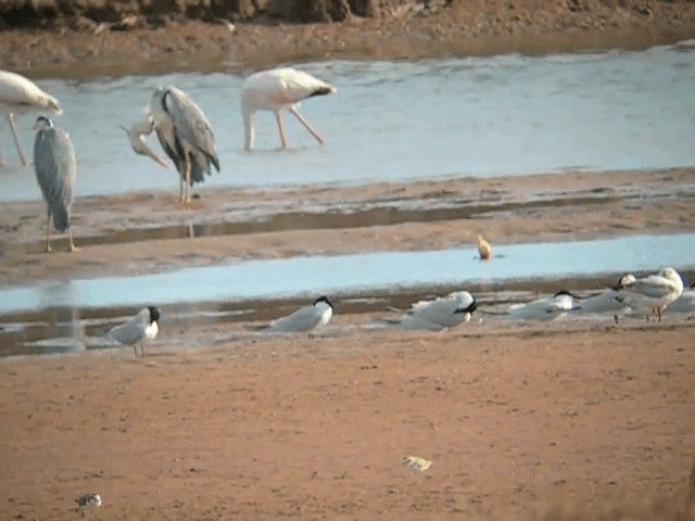 Gull-billed Tern - ML201229831