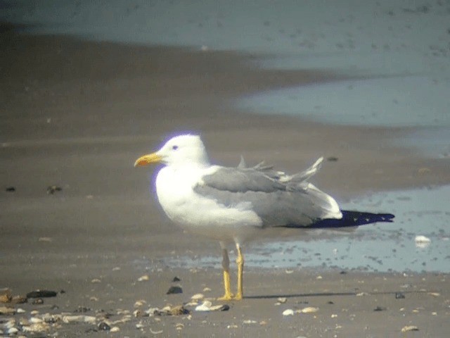 小黑背鷗(barabensis) - ML201229981
