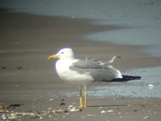 Lesser Black-backed Gull (Steppe) - ML201229981