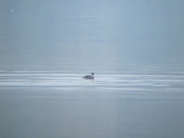 Smew - ML201230191