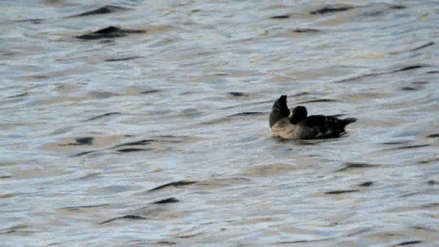 Smew - ML201230271