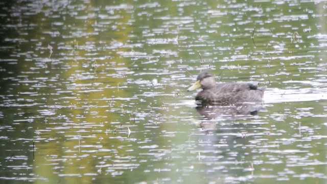 雑種 マガモ ｘ アメリカガモ - ML201230421