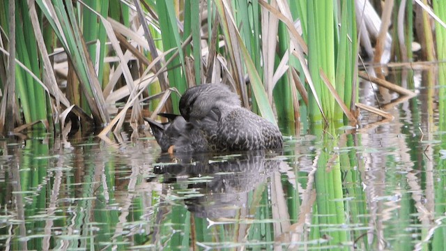 雑種 マガモ ｘ アメリカガモ - ML201230431