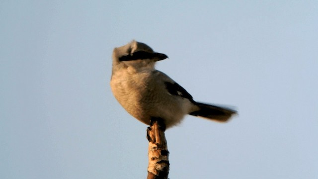 Great Gray Shrike (Great Gray) - ML201230491