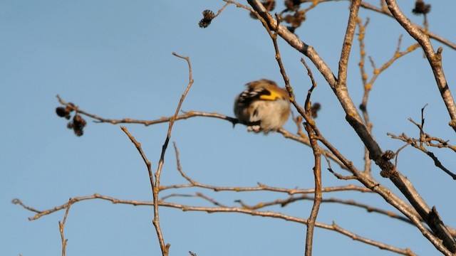 Щегол [группа carduelis] - ML201230501