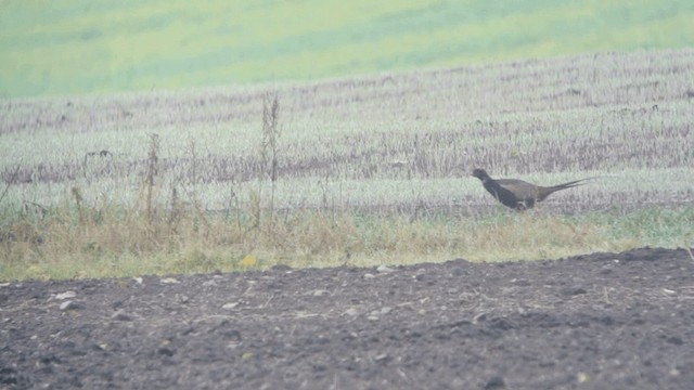Зэрлэг гургуул - ML201230551