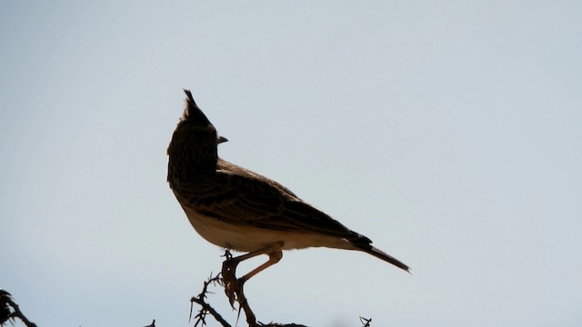 Crested Lark - ML201230611