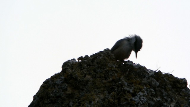 Sittelle de Neumayer - ML201230641