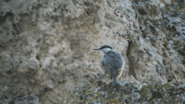 Sittelle de Neumayer - ML201230651