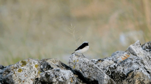 Finsch's Wheatear - ML201230661