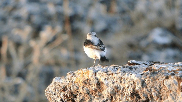 Finsch's Wheatear - ML201230671