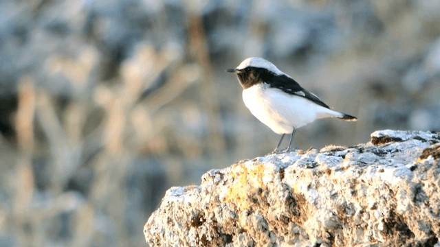 Finsch's Wheatear - ML201230681