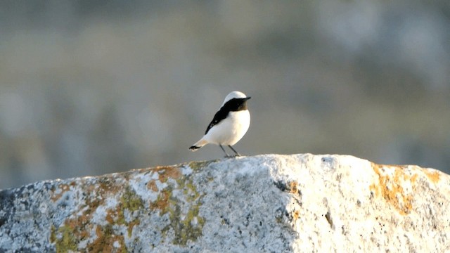 Finsch's Wheatear - ML201230691