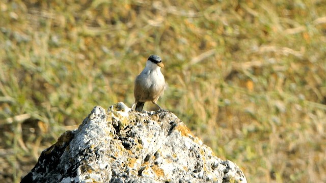 Sittelle de Neumayer - ML201230741