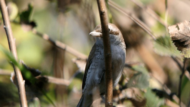 Red-backed Shrike - ML201230751