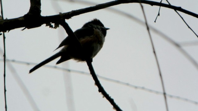 Black-throated Tit (Black-throated) - ML201230801