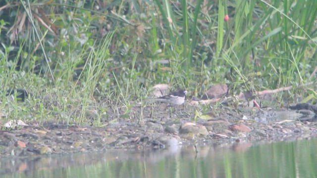 White Wagtail (Hodgson's) - ML201230811