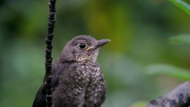 Chinese Blackbird - ML201230841