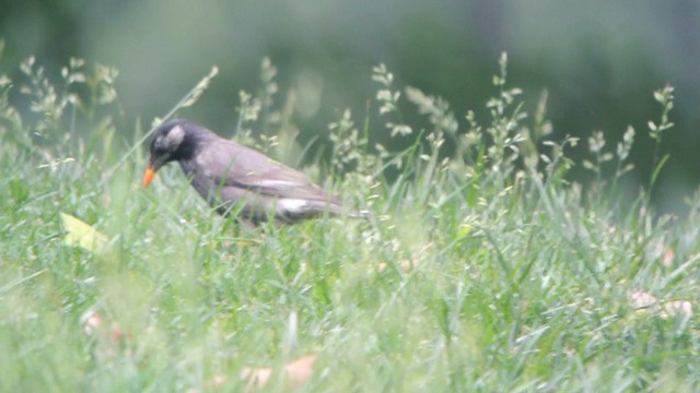 White-cheeked Starling - ML201230861