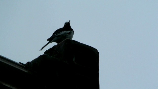 White Wagtail (Hodgson's) - ML201230941