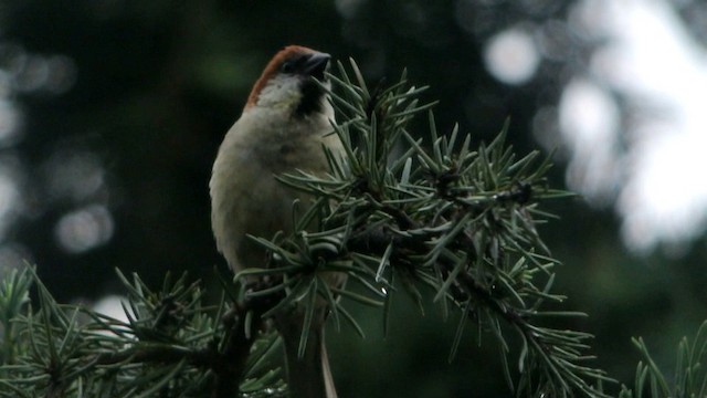 Russet Sparrow - ML201230961