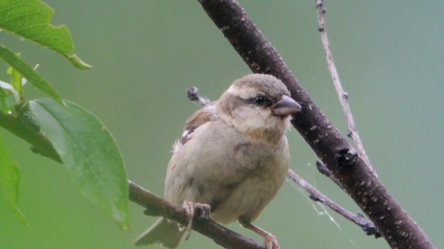 Russet Sparrow - ML201230981