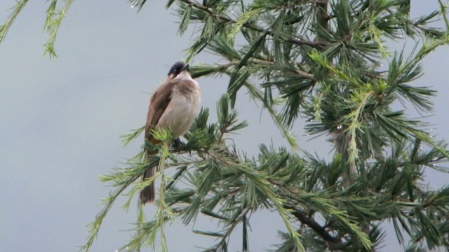 Bulbul à poitrine brune - ML201230991