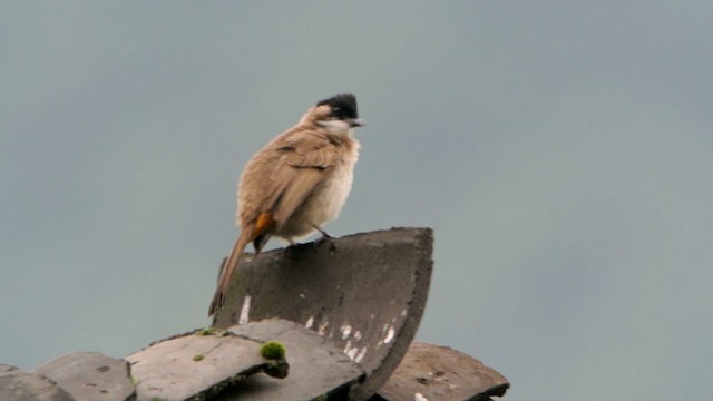 Bulbul Pechipardo - ML201231001