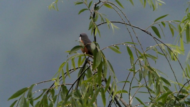 Gray-backed Shrike - ML201231101